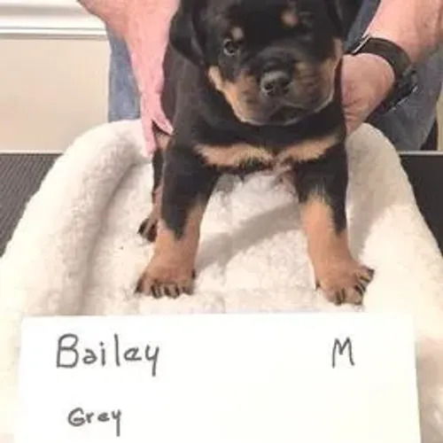 Rottweiler,Rottweiler Filhote com Forte Padrão da Raça e Ótimo Temperamento
