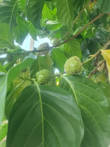 DOAÇÃO DE FRUTA NONI