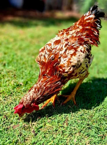 Frangos para Galo