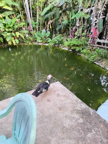 Pato