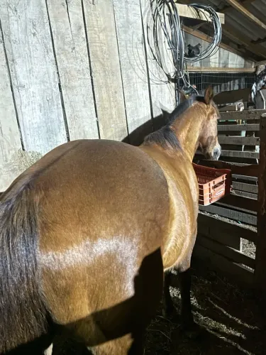 Vendo cavalo pois não tem espaço para vender cavalo manso de laço documentado