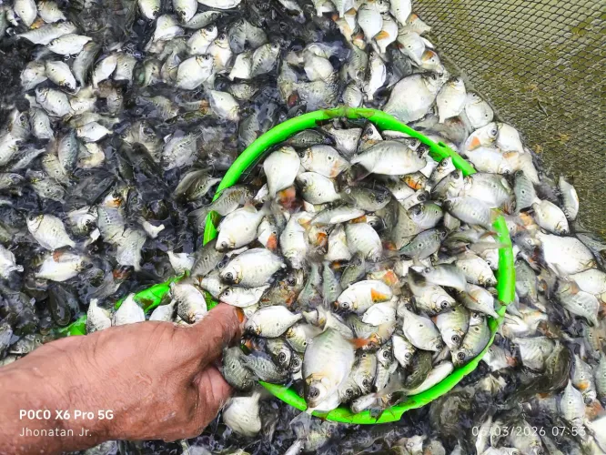 PEIXE DE ALTA QUALIDADE