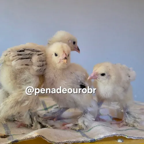 Pintinhos brahma