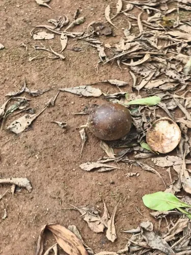 Fruta de cuia
