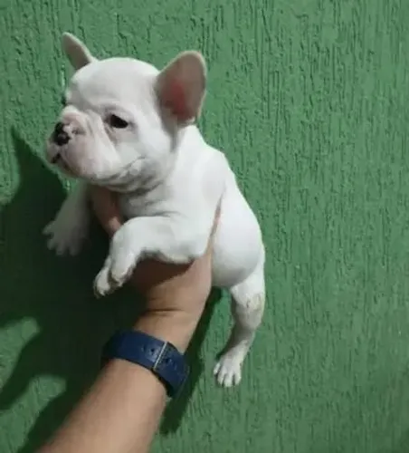 Bulldog Francês : Entregamos rápido disponíveis Puros