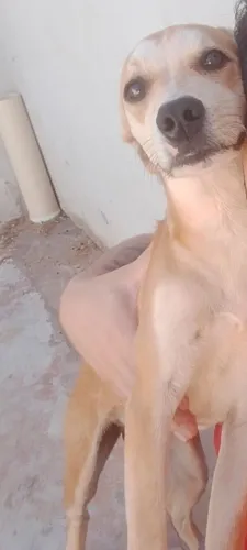 Doação cachorro 