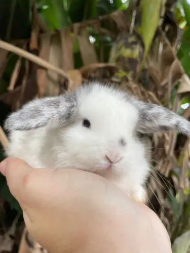 Mini coelhos várias raças 
