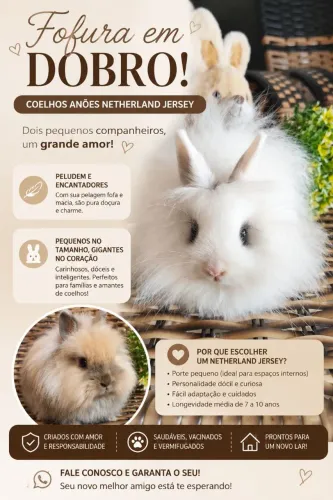 COELHOS ANÕES NETHERLAND JERSEY