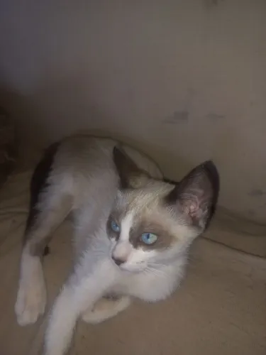 Gatos para doação 
