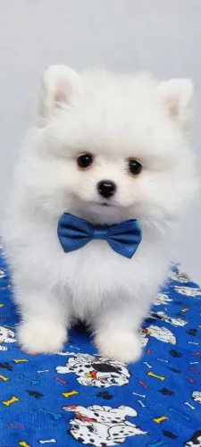 Lindo filhote de lulu da Palmeirânia machinho