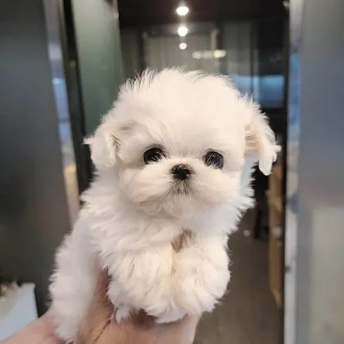Filhote Maltês, Leve para casa uma explosão de carinho e felicidade!