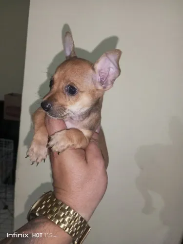 Filhote de pinscher machinho disponível número 1