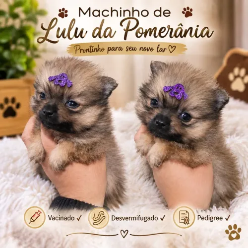 Maravilhoso machinho de Lulu Anão
