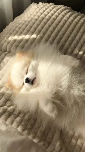 Filhote Spitz Alemão, Encontre Seu Filhote Perfeito Hoje Mesmo!