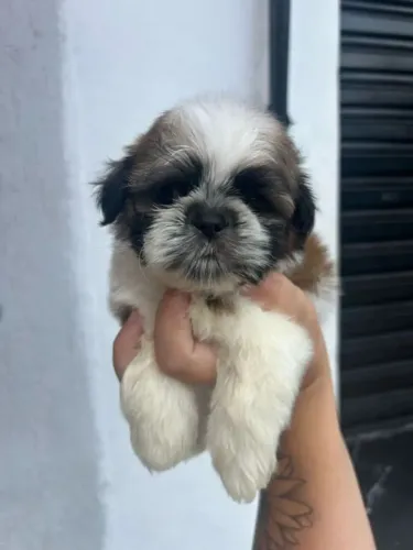 Doação Filhote de Shih Tzu em Brasília, Chama no WhatsApp (61) 4042-8115