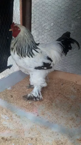 Galo da raça brahma Light 
