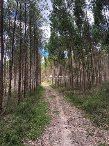 Fazenda de Eucalipto à venda,