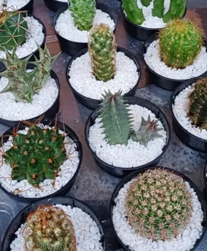 Cactos para lembrancinhas