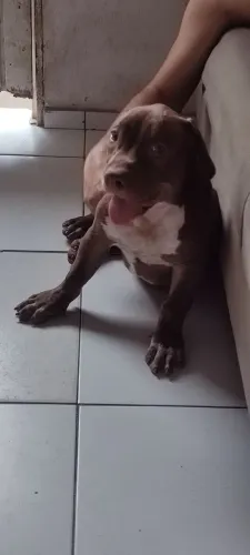 Pit Monster Disponível