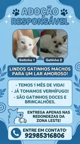 Doação de gatinho felino
