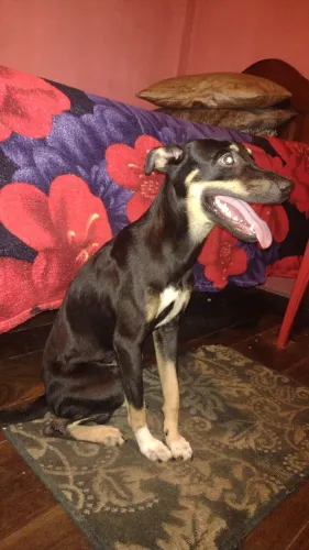 Cachorro para doação está com 11 meses .tamanho médio.