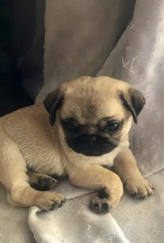 Pug fêmea disponivel filhote