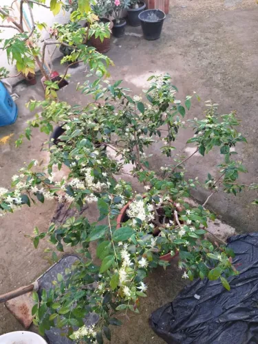 Pitanga preta produzindo