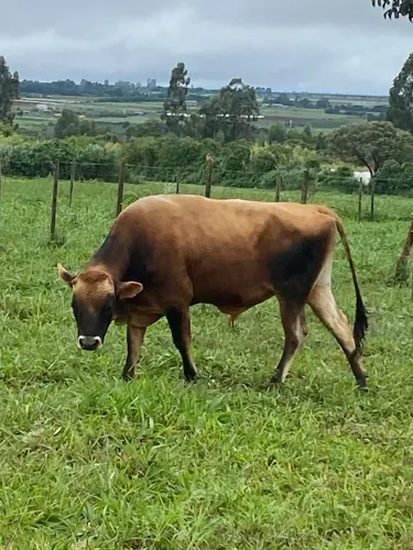 Boi Jersey PO