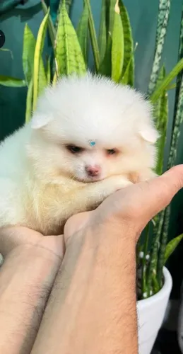 Filhotes de Spitz Alemão | Alegria compartilhada.