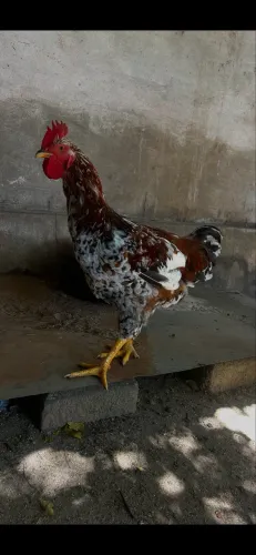 Galos GSB
