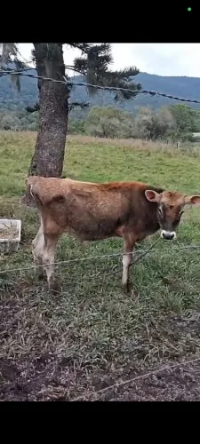 vendo novilho mestiço Jersey