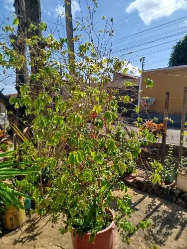 Pe de Jaboticaba