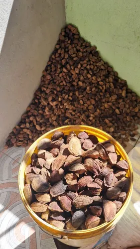 Castanha do brasil graúda 