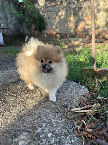Filhotes lulu da Pomerânia.