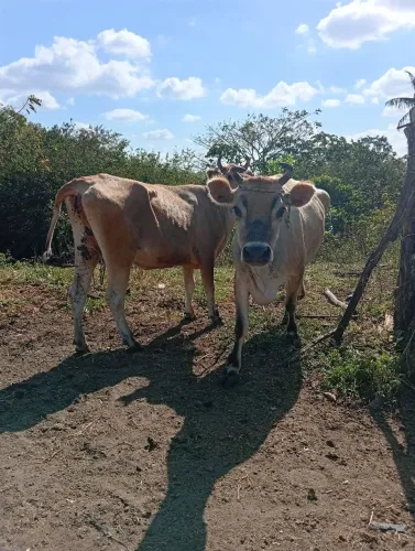 Vendo vaca Jersey