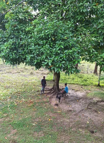 ÁREA MISTA PARA O AGRO NEGÓCIO/ CONTATO * 