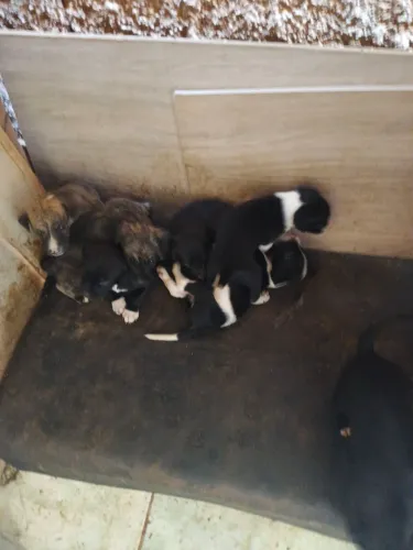 Doação de cachorro 