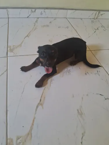 Pinscher 01