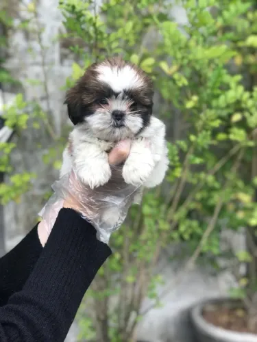 Shih Tzu entrega imediata