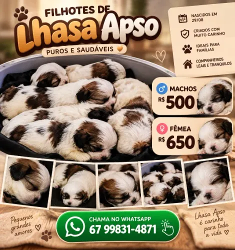 Filhores da raça Lhasa Apso 