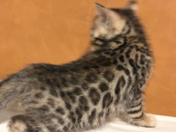 Gato de bengala