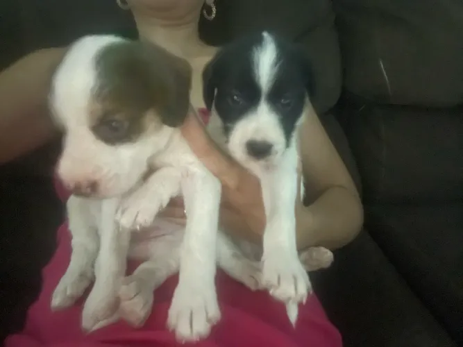 Adoção responsável 