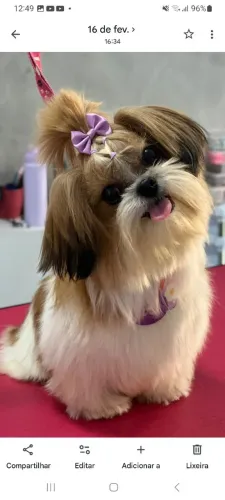 Cachorro