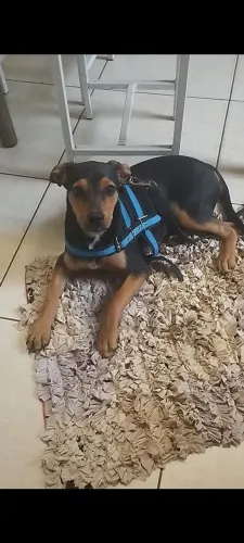 Doação de cachorro macho