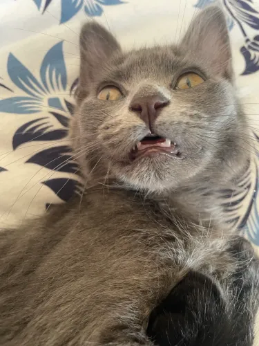 Gatinha