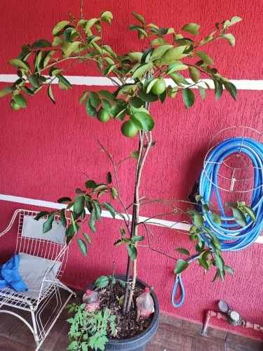 Vende - se Pe de limão no vaso produzindo