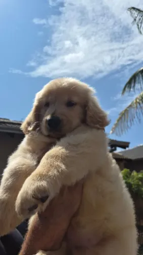 Golden retriever