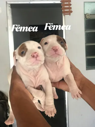Filhotes de pitbull