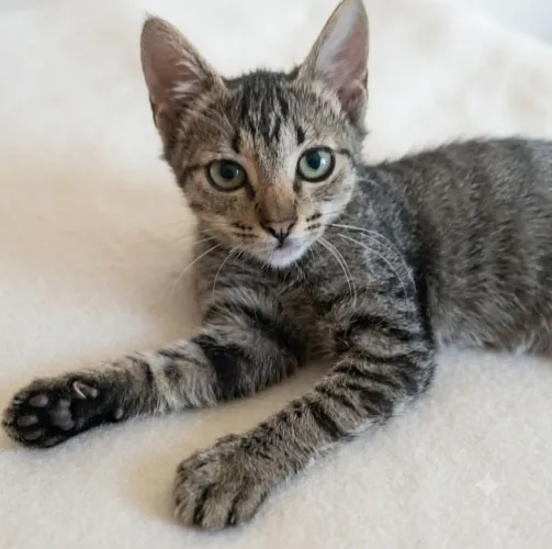 Adoção Responsável Gata Filhote