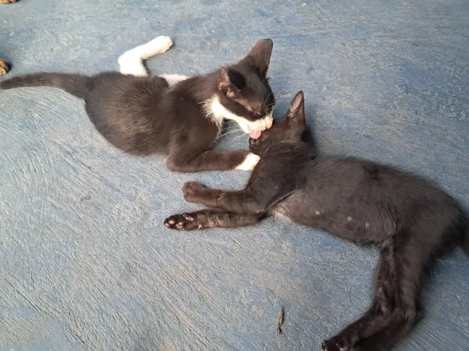 Gatos para adoção 